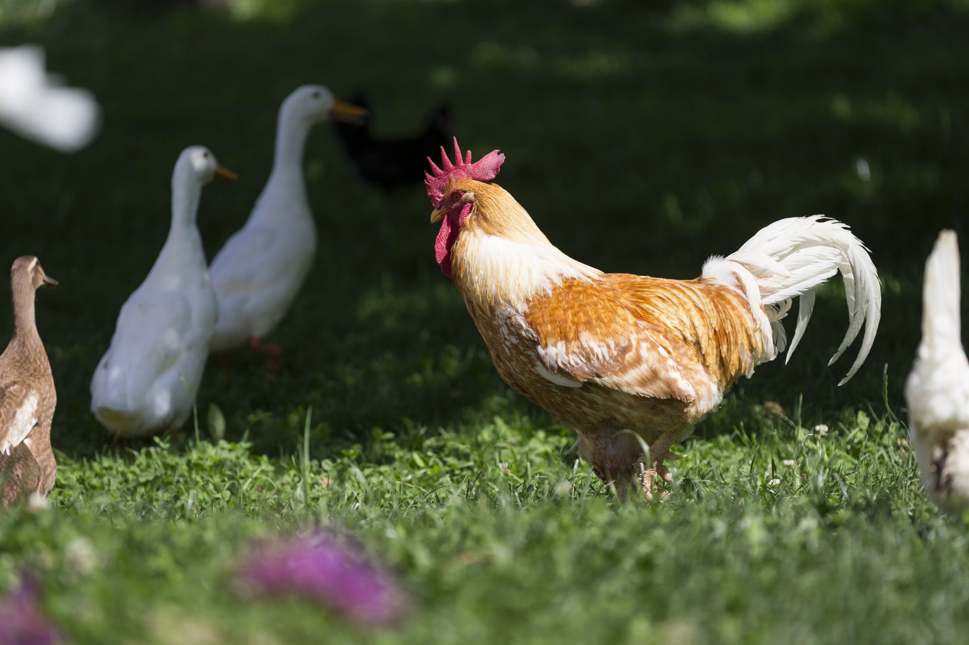 ... Hühner, Enten, Hasen, drei Katzen und ein Hund.